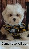  - bichon male petit gabarit