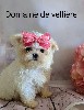  - femelle bichon miniature