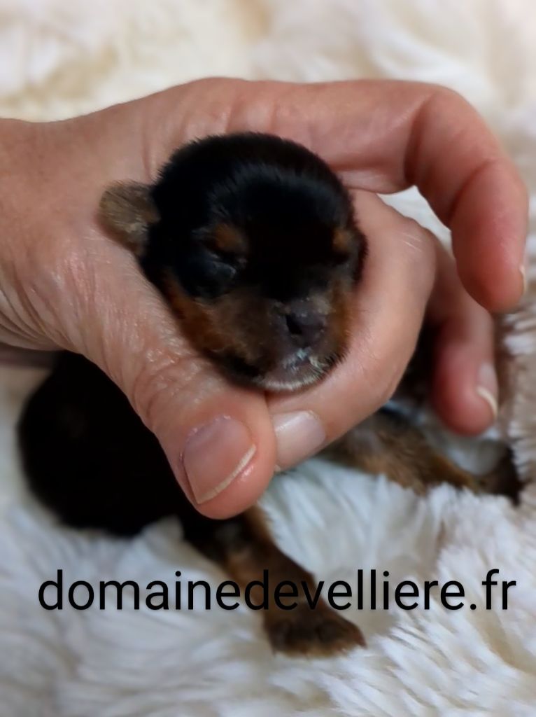 du domaine de Vellière - male biewer